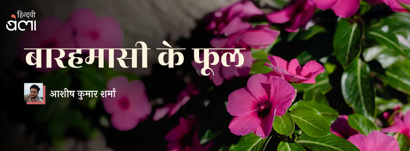 बारहमासी के फूल बारहमासी के फूल